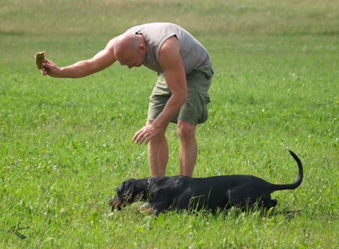 Dogs in training 6/2007